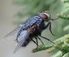 Calliphora vicina